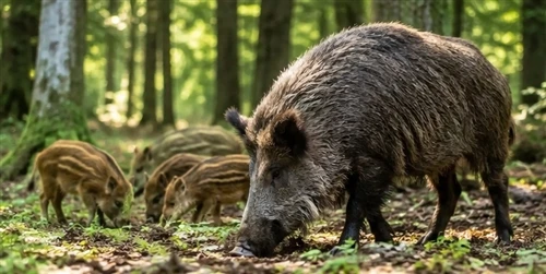 Comment lire les mouvements des porcs sauvages : comprendre leurs schémas et ...
