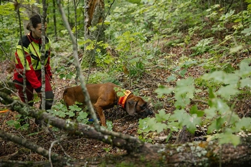 Pourquoi l'endurance bat la vitesse : ce qui fait un excellent chien de porc